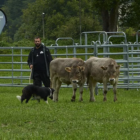 adiestramiento canino