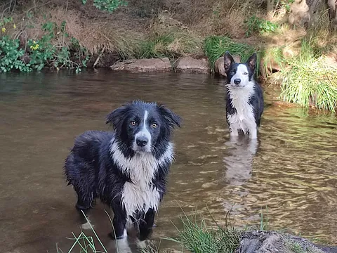 adiestramiento canino