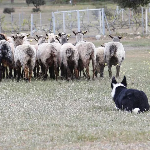 adiestramiento canino