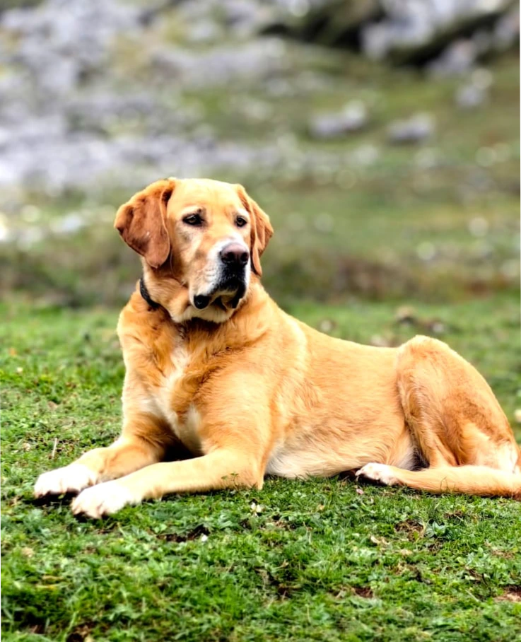 adiestramiento canino